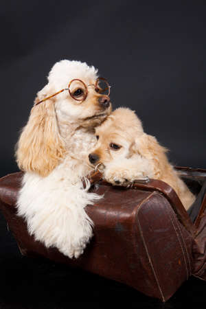 Little cocker spaniels on a black plastic floorの写真素材