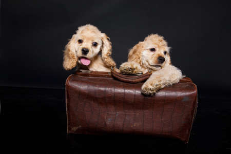 Little cocker spaniels on a black plastic floor