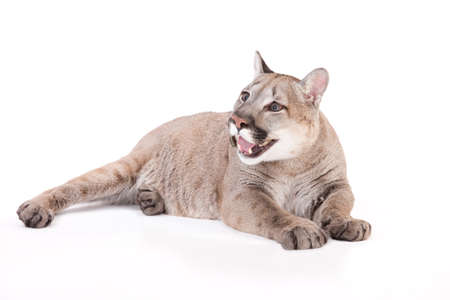 Close up wild puma on isolated studio backgroundの写真素材