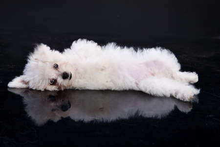 Little Maltese dog lying on a black backgroundの写真素材