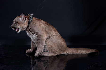 Young wild puma on isolated black studio backgroundの写真素材
