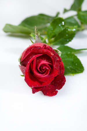 Still life with flowers on a studio backgroundの写真素材