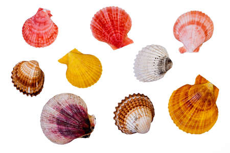 Colour shells on isolated background