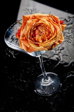 Rose and glass  on a glass studio backgroundの写真素材
