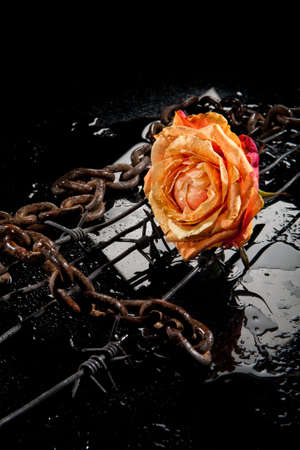 Rose, chain and barbed wire on a glass backgroundの写真素材