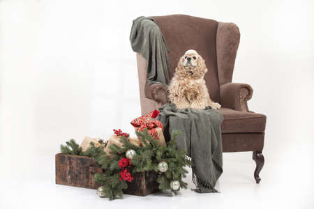 Fluffy american cocker spaniel sitting on a velvet armchairの写真素材