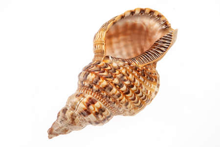 Big sea shell on an isolated studio background