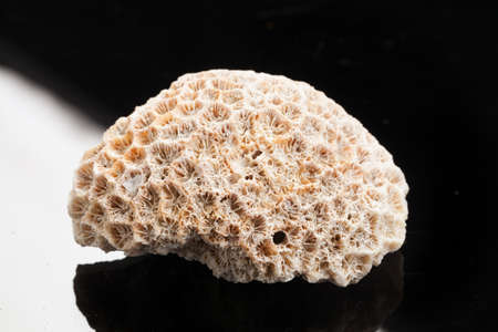 Piece of stone on a studio backgroundの写真素材