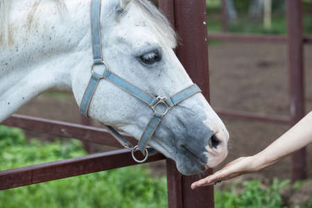 Horse taking food from the woman's handの写真素材