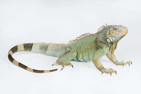 Iguana on an isolated studio background