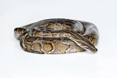Royal python on an isolated studio background