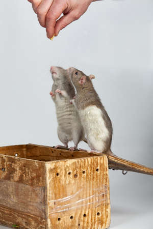 Two rats standing on a wooden box
