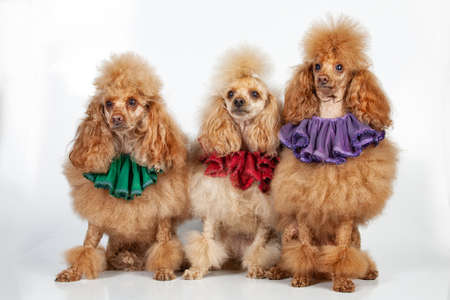 Three trained poodles on an isolated studio backgroundの写真素材