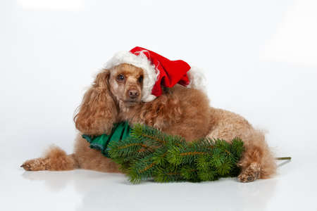 Poodle and New Year accessories on an isolated studio backgroundの写真素材