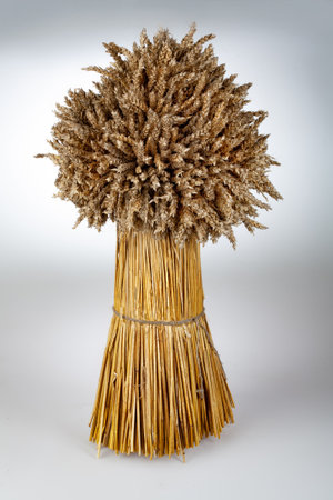 Sheat of wheat on an isolated studio background