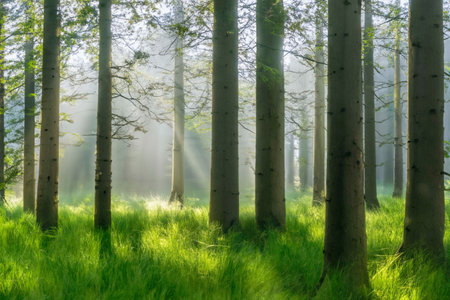 Forest with sunrays at summer, green grassの素材