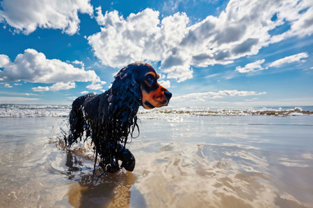 Wet dog running out of the sea after swimmingの素材