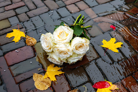 Roses lying on the paved old street in the puddle after the rainの素材