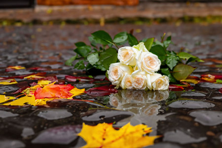 Roses lying on the paved old street in the puddle after the rainの素材