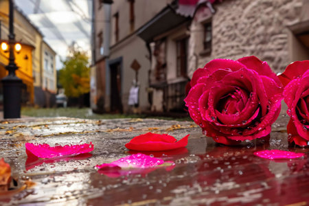 Roses lying on the paved old street in the puddle after the rainの素材