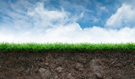 Soil and Green Grass in Blue Sky