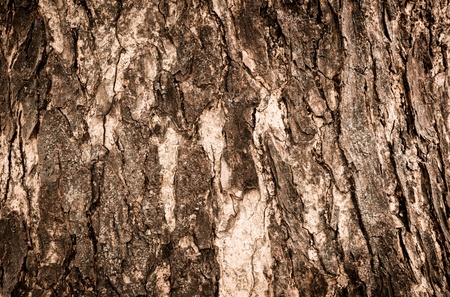 The Texture of Solid Brown Tree Bark