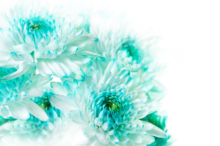 Fresh Cluster Vibrant Aqua Dahlia Flowersの写真素材