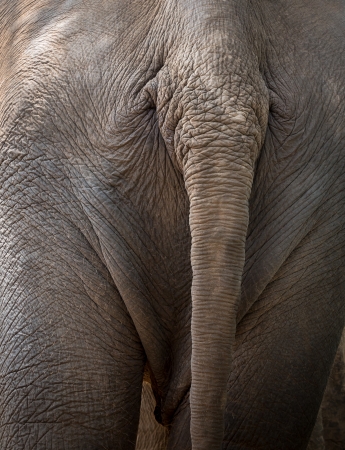 The Backside of an Asia Elephantの写真素材