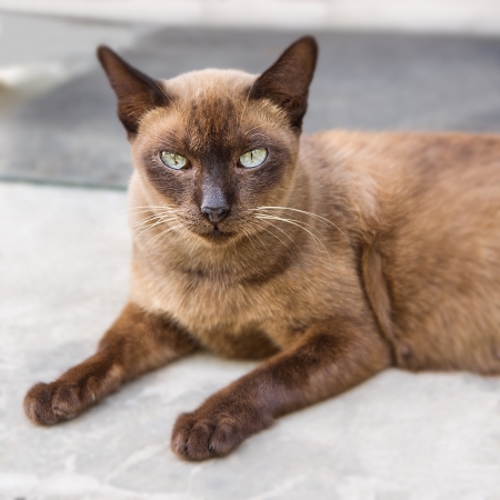 Portrait of brown catの写真素材