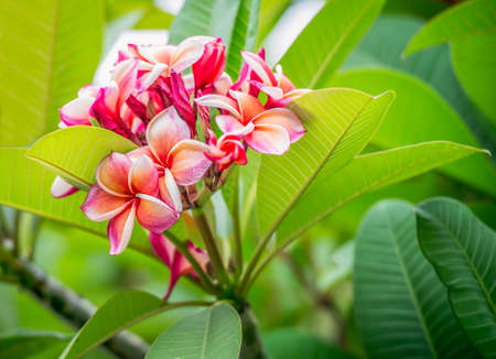 Group of red frangipani flower and green leafの写真素材