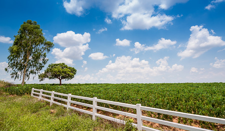 Tree and cassava field on blue sky backgroundの写真素材
