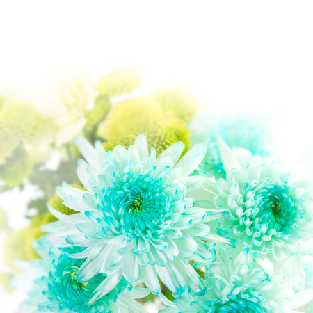 Fresh cluster of the vibrant aqua gerbera flowerの写真素材