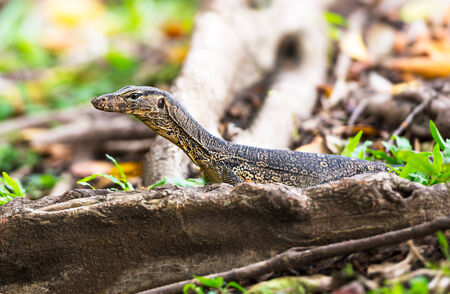 The wild water monitor lizardの写真素材