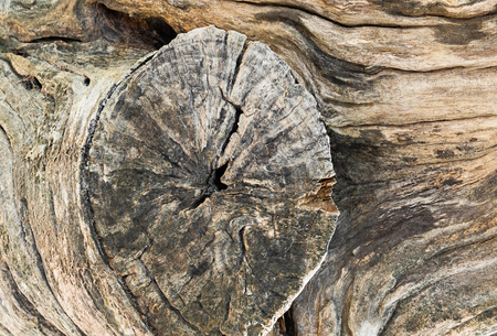 The wooden texture from dead and dry treeの写真素材