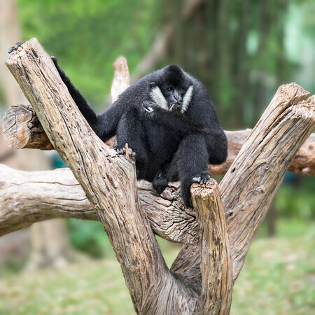Young black gibbon hold on the timber