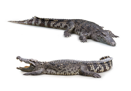 Group of wildlife crocodile isolated on whiteの写真素材