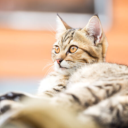 Portrait of the cute asian brown cat