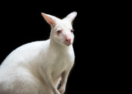 Portrait of cute white wallaby on black backgroundの写真素材