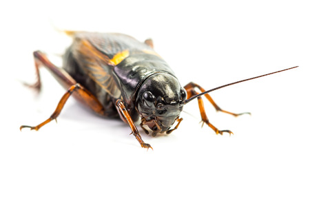 Closeup of cricket isolated on white background