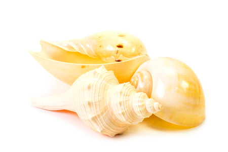 Group of the sea shell isolated on whiteの販売画像