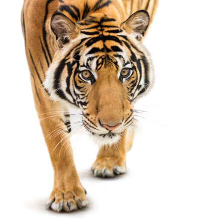 Stalking young siberian tiger isolated on white background Stalking young siberian tiger isolated on white background