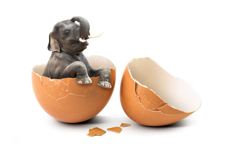 Baby elephant hatch from internal eggshell in concept of new mammal life isolated on white backgroundの写真素材