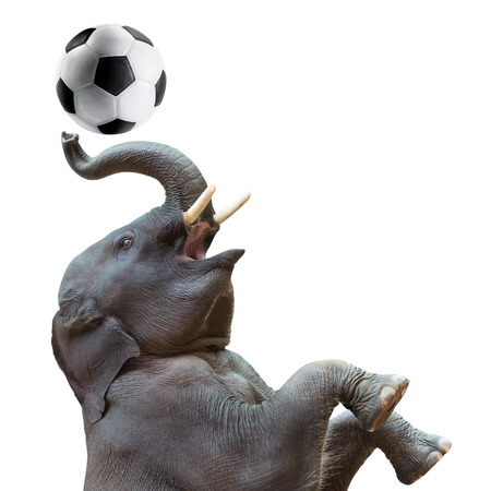 Cute baby asian elephant in action of playing soccer ball isolated on white backgroundの写真素材