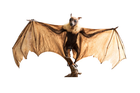 Big brown bat in ordinary name is Lyles Flying Foxの写真素材