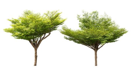 Group of tree isolated on white background for design materialの写真素材