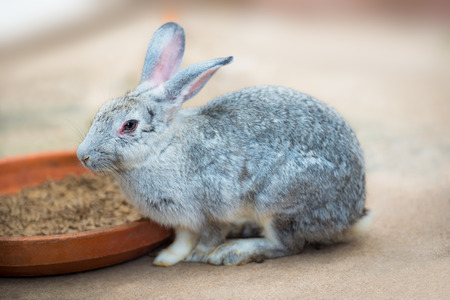 Cute grey rabbit in the act of eating the animal feed in farmの写真素材