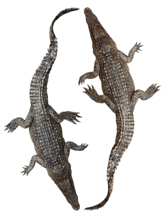 Top view of the wildlife crocodile isolated on white backgroundの写真素材
