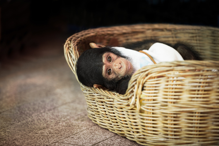 New life of cute infant baby chimpanzee in the rattan basketの写真素材
