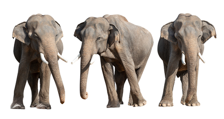Young Asian elephant isolated on whit background with clipping pathの写真素材