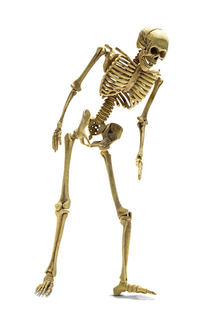 Standing human skeleton model for basic medical education isolated on white background with clipping pathの写真素材